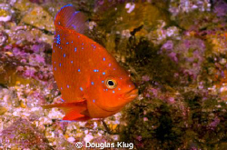Blue Freckles.  This tiny juvenile garibaldi shows off hi... by Douglas Klug 